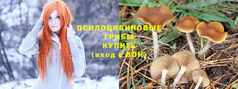 закладка  Алапаевск  Псилоцибиновые грибы Cubensis 